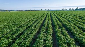 5 Grandes Oportunidades para los Agroexportadores Peruanos en APEC 2024