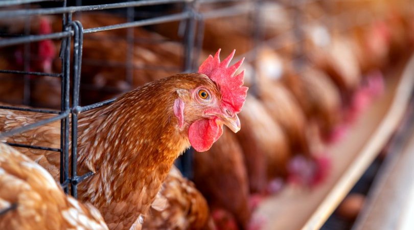 Nuevo brote de gripe aviar H5N1: ¿Es seguro consumir pollo y huevos en Perú?